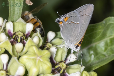 Gray Hairstreak